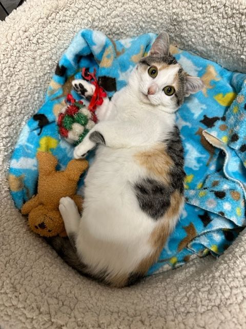 Kalani, an adoptable Calico, Domestic Short Hair in Mesa, AZ, 85201 | Photo Image 2