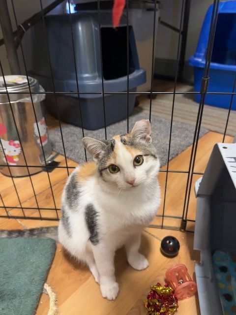 Kalani, an adoptable Calico, Domestic Short Hair in Mesa, AZ, 85201 | Photo Image 4