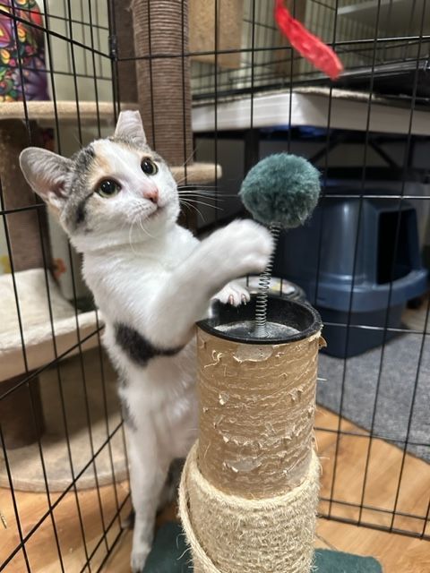 Kalani, an adoptable Calico, Domestic Short Hair in Mesa, AZ, 85201 | Photo Image 6