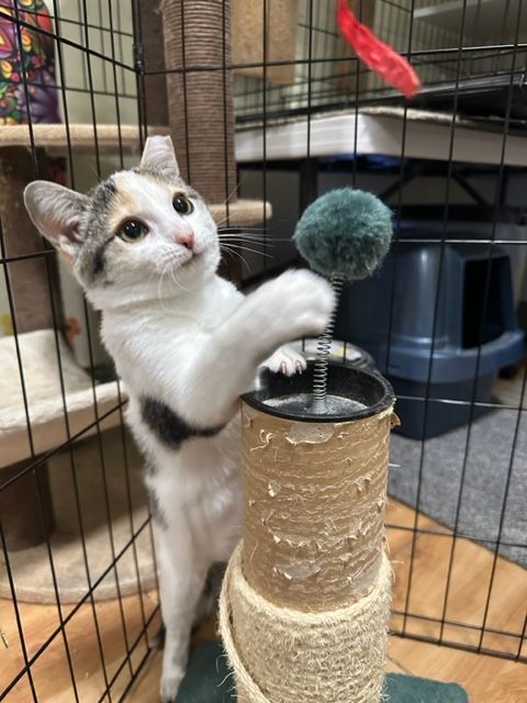 Kalani, an adoptable Calico, Domestic Short Hair in Mesa, AZ, 85201 | Photo Image 5