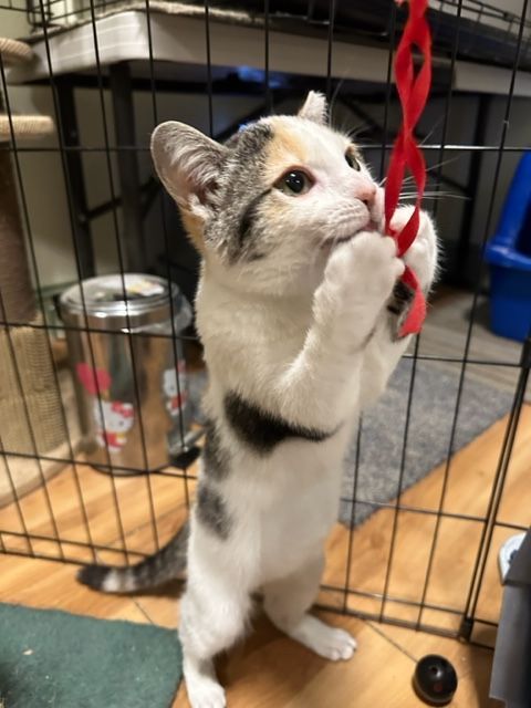 Kalani, an adoptable Calico, Domestic Short Hair in Mesa, AZ, 85201 | Photo Image 7