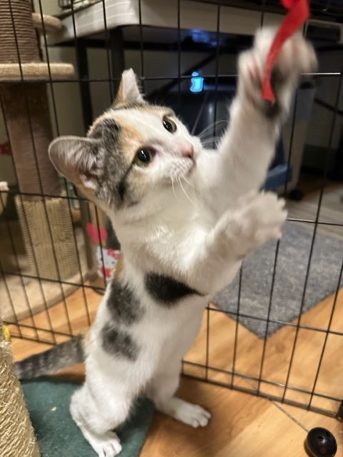 Kalani, an adoptable Calico, Domestic Short Hair in Mesa, AZ, 85201 | Photo Image 7