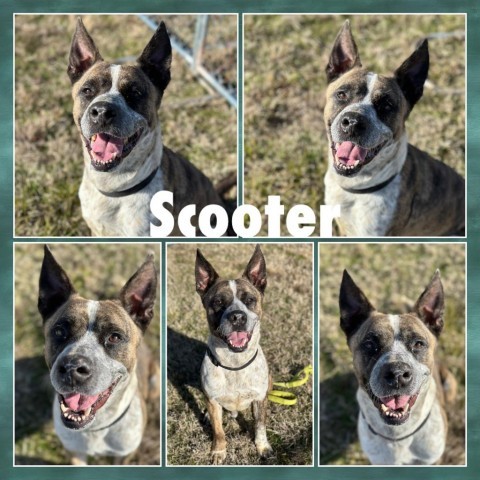 Scooter, an adoptable Shepherd in Fort Smith, AR, 72916 | Photo Image 1
