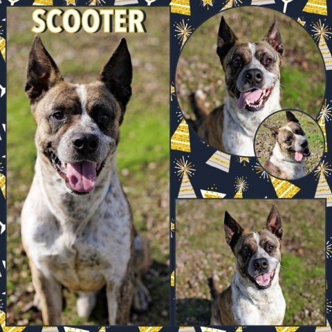 Scooter, an adoptable Shepherd in Fort Smith, AR, 72916 | Photo Image 2