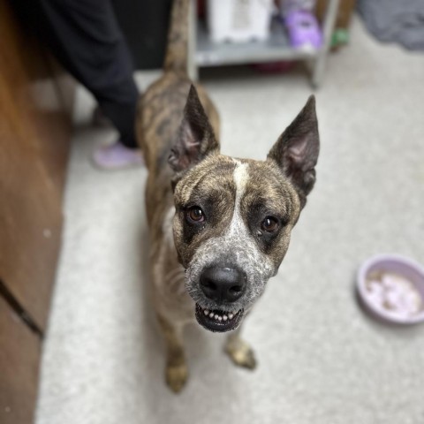 Scooter, an adoptable Shepherd in Fort Smith, AR, 72916 | Photo Image 3