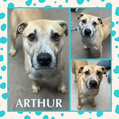 Arthur CFS 220050813, an adoptable Pit Bull Terrier in Fort Smith, AR, 72916 | Photo Image 2