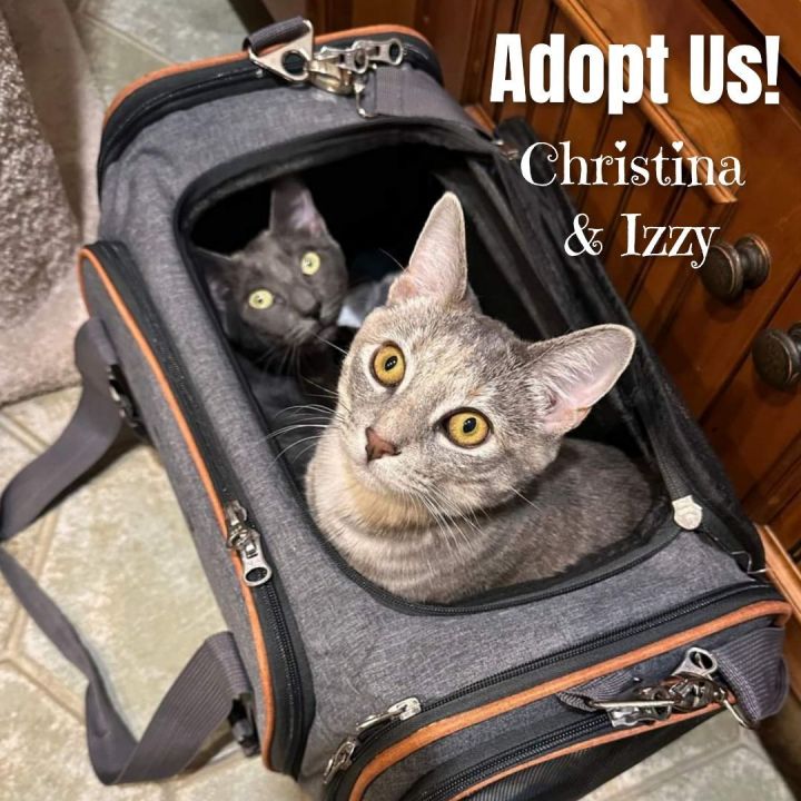 Izzy & Christina , an adopted Domestic Short Hair in Bayside, NY_image-1