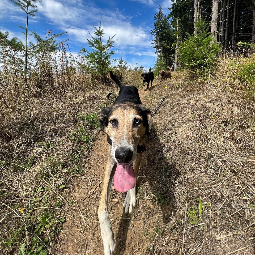 Harvey, an adoptable German Shepherd Dog, Golden Retriever in Silvana, WA, 98287 | Photo Image 2