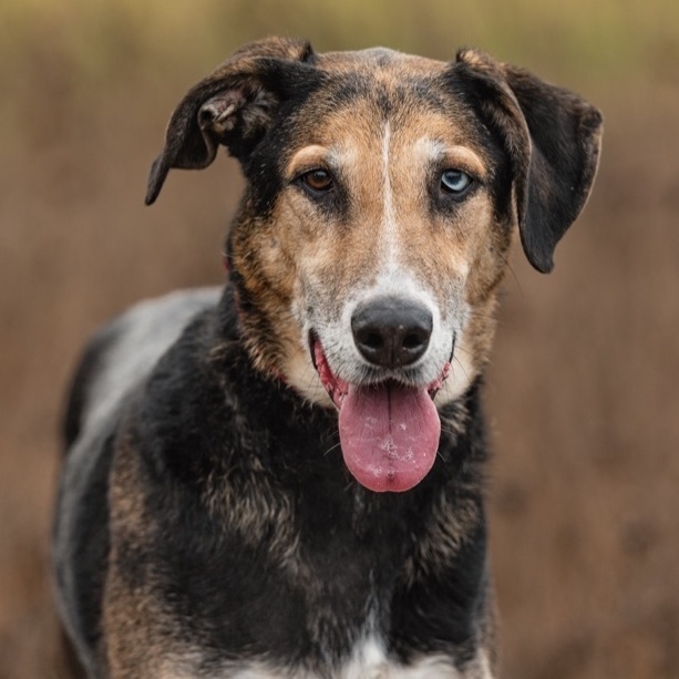 Harvey, an adoptable German Shepherd Dog & Golden Retriever Mix in Silvana, WA_image-1