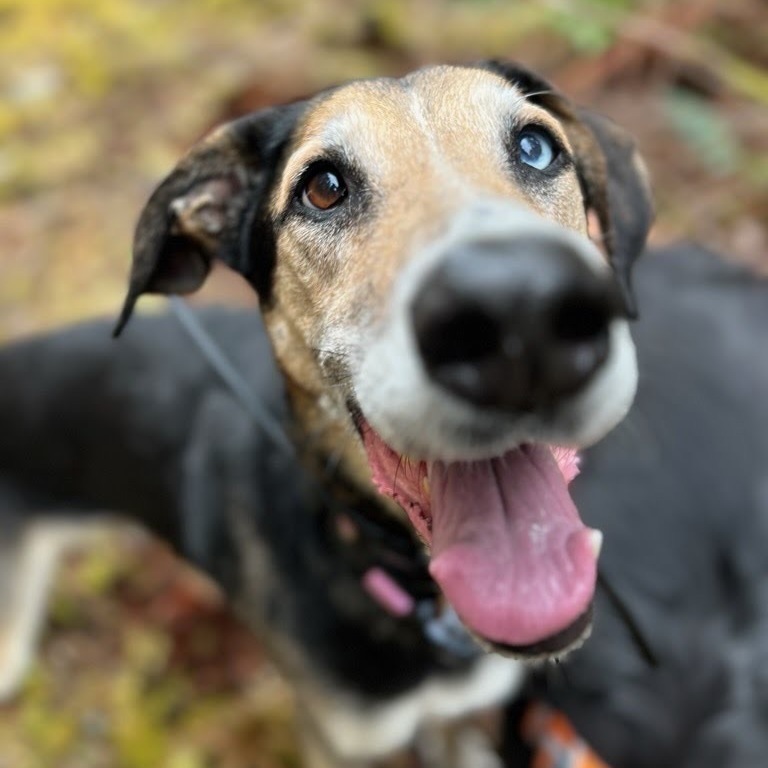 Harvey, an adoptable German Shepherd Dog, Golden Retriever in Silvana, WA, 98287 | Photo Image 1