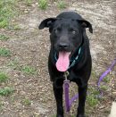 NOIR's profile on Petfinder.com