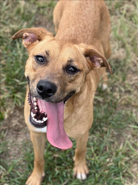 GINGER, an adoptable Black Mouth Cur Mix in Conroe, TX_image-1
