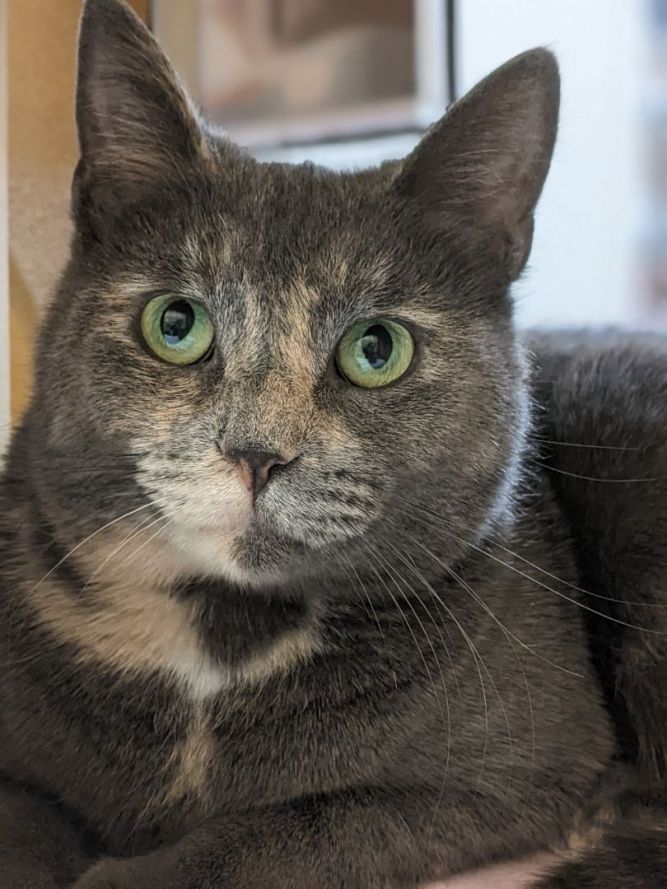 NOVA