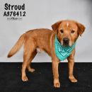 STROUD's profile on Petfinder.com