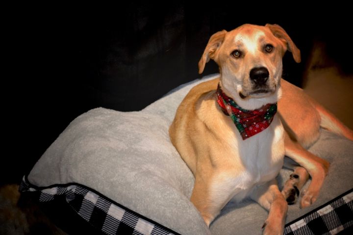 Walter, an adoptable Labrador Retriever & Great Dane Mix in Sevierville, TN_image-2