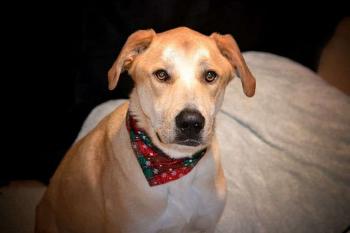 Walter, an adoptable Labrador Retriever & Great Dane Mix in Sevierville, TN_image-4