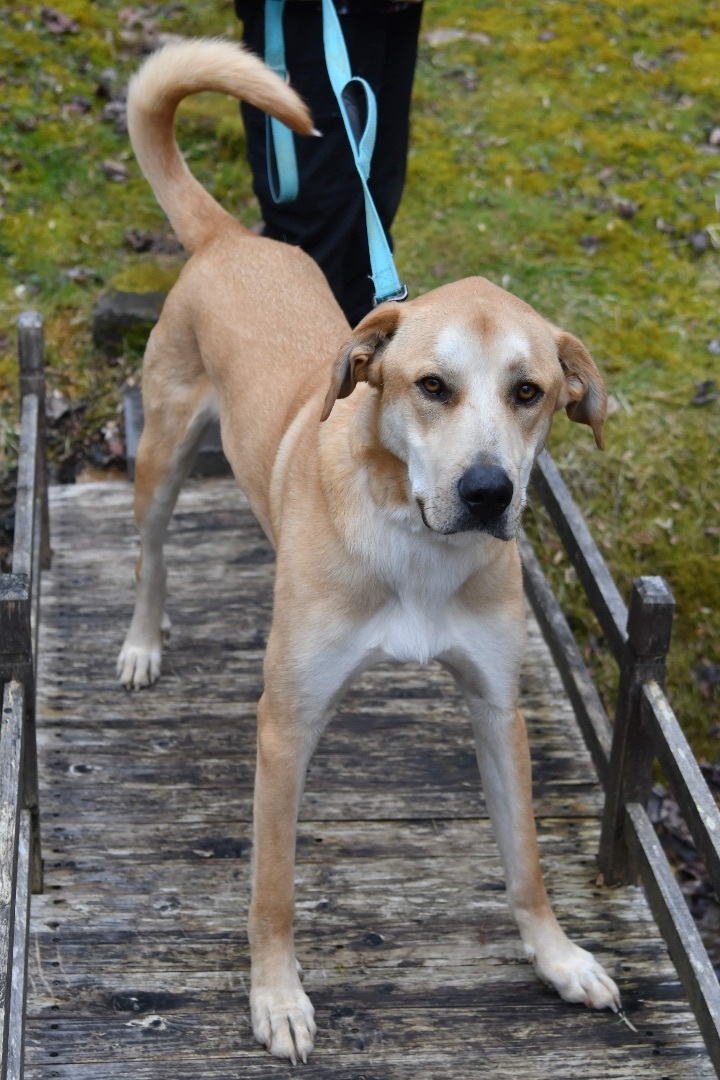 Walter, an adoptable Labrador Retriever & Great Dane Mix in Sevierville, TN_image-5