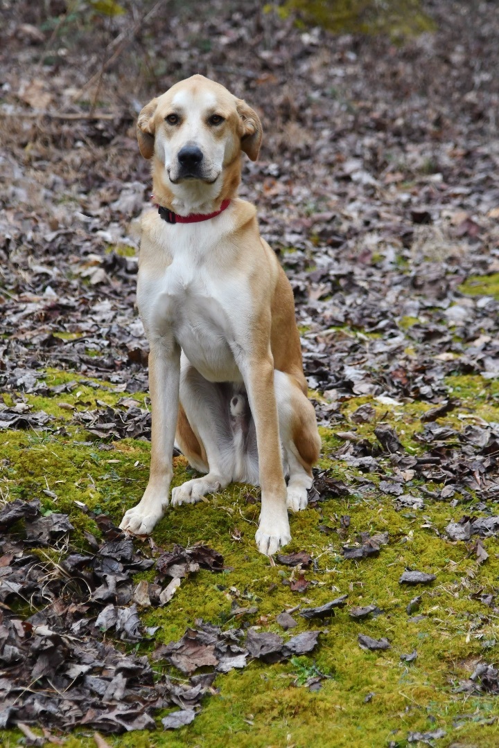 Walter, an adoptable Labrador Retriever & Great Dane Mix in Sevierville, TN_image-6
