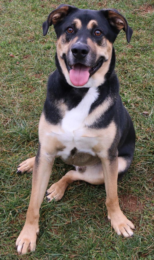 Buddy, an adopted German Shepherd Dog Mix in Charles Town, WV_image-3
