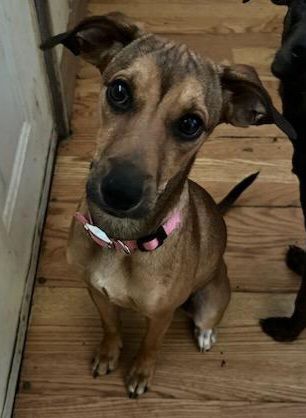 dachshund greyhound mix