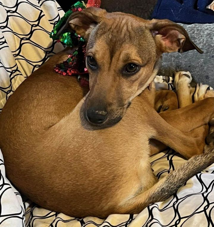 dachshund greyhound mix