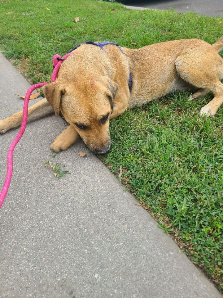 Dog for adoption - Mia , a Labrador Retriever Mix in Los Angeles, CA ...