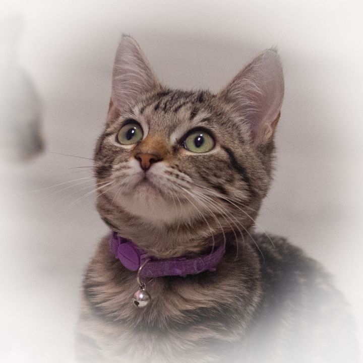 Jenna, an adopted Tabby Mix in Ponte Vedra, FL_image-1