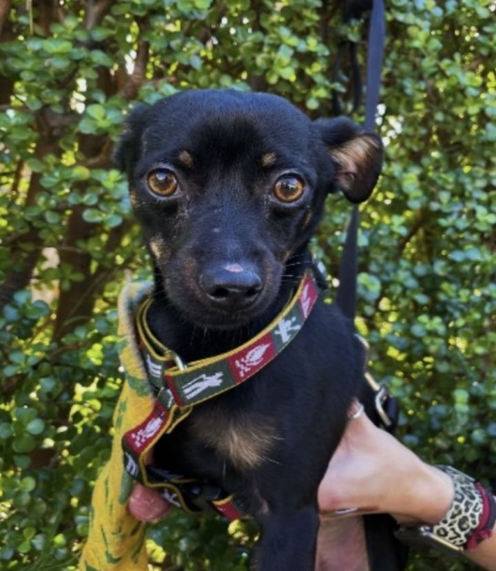 Henry - Courtesy , an adoptable Chihuahua & Miniature Pinscher Mix in Los Alamitos, CA_image-2