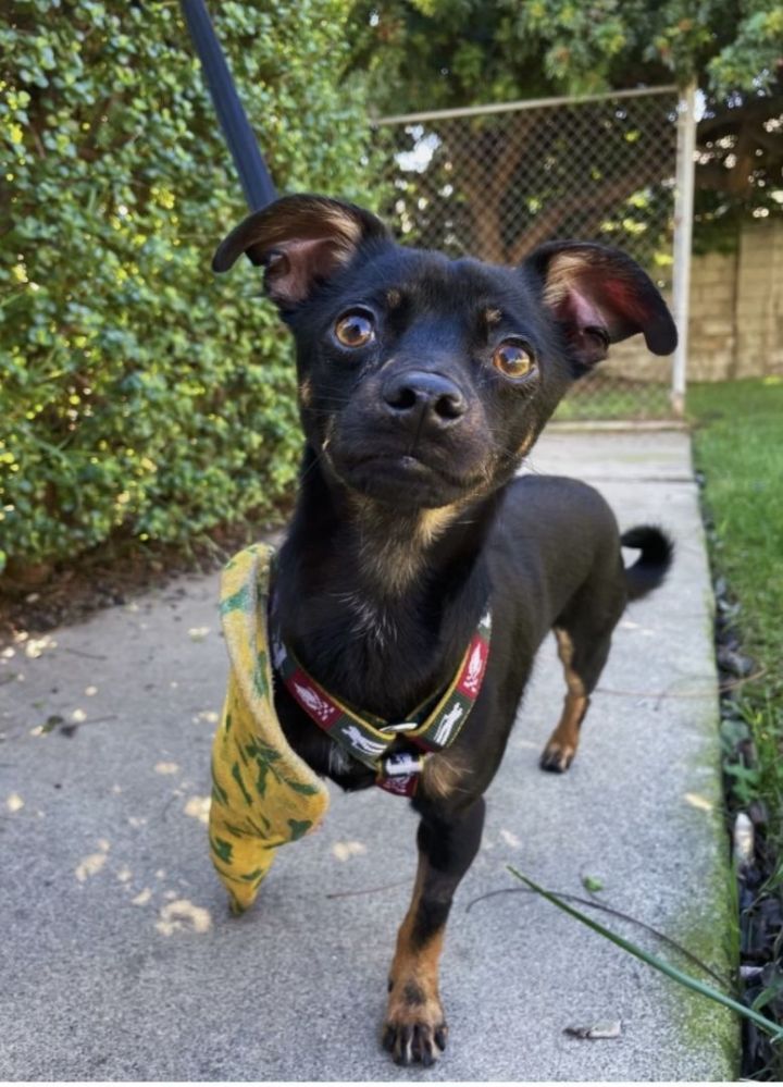 Henry - Courtesy , an adoptable Chihuahua & Miniature Pinscher Mix in Los Alamitos, CA_image-1
