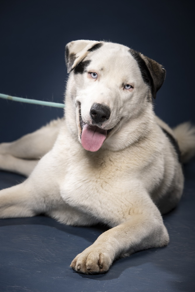 Pyrenees husky mix store puppy