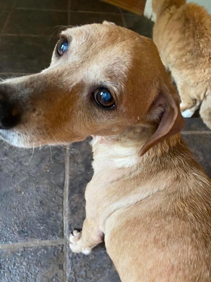 Teeny, an adoptable Dachshund & Terrier Mix in Monterey, VA_image-2