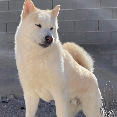 Sarabi, an adoptable Siberian Husky, Chow Chow in Las Vegas, NV, 89120 | Photo Image 1