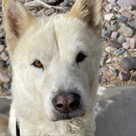 Sarabi, an adoptable Siberian Husky, Chow Chow in Las Vegas, NV, 89120 | Photo Image 2