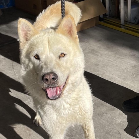 Sarabi, an adoptable Siberian Husky, Chow Chow in Las Vegas, NV, 89120 | Photo Image 3
