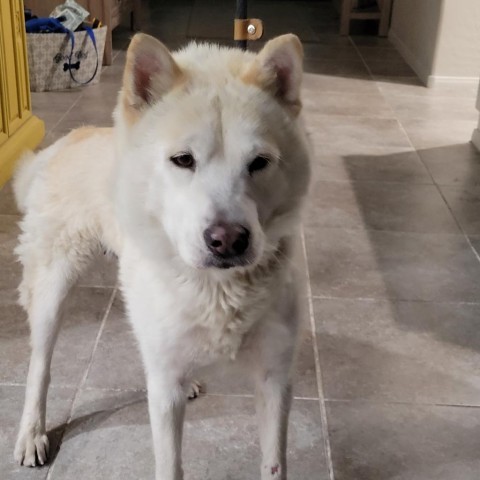 Sarabi, an adoptable Siberian Husky, Chow Chow in Las Vegas, NV, 89120 | Photo Image 3