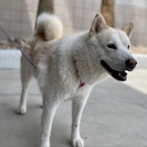 Sarabi, an adoptable Siberian Husky, Chow Chow in Las Vegas, NV, 89120 | Photo Image 4