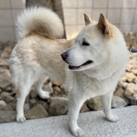 Sarabi, an adoptable Siberian Husky, Chow Chow in Las Vegas, NV, 89120 | Photo Image 6