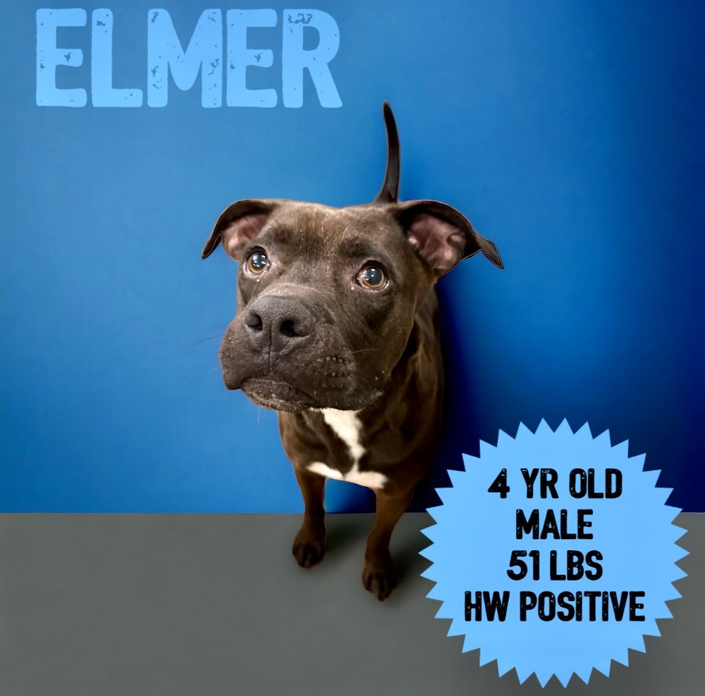 Elmer, an adoptable Pit Bull Terrier in Sorrento, LA, 70778 | Photo Image 1