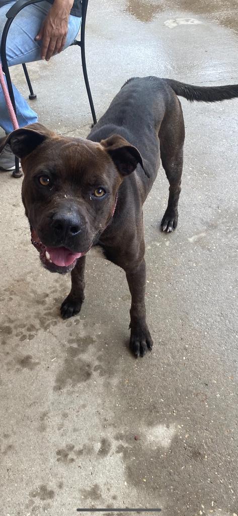 Elmer, an adoptable Pit Bull Terrier in Sorrento, LA, 70778 | Photo Image 2