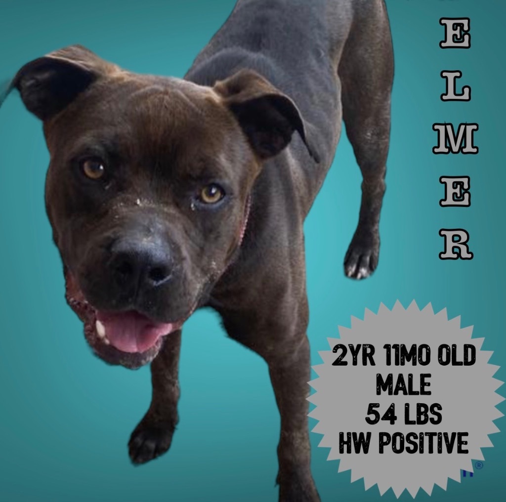 Elmer, an adoptable Pit Bull Terrier in Sorrento, LA, 70778 | Photo Image 3