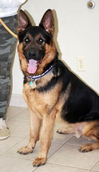 Elijah, an adoptable German Shepherd Dog in Chesapeake City, MD, 21915 | Photo Image 1