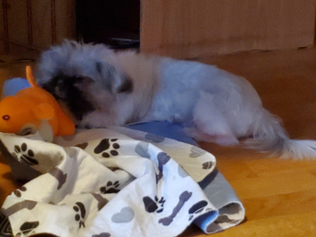 Cricket , an adoptable Shih Tzu in Schofield, WI, 54476 | Photo Image 2
