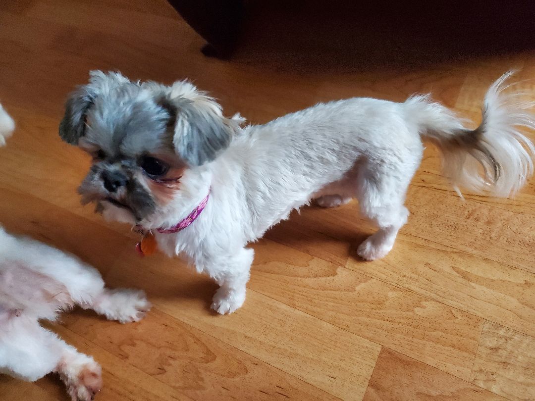 Cricket , an adoptable Shih Tzu in Schofield, WI, 54476 | Photo Image 5