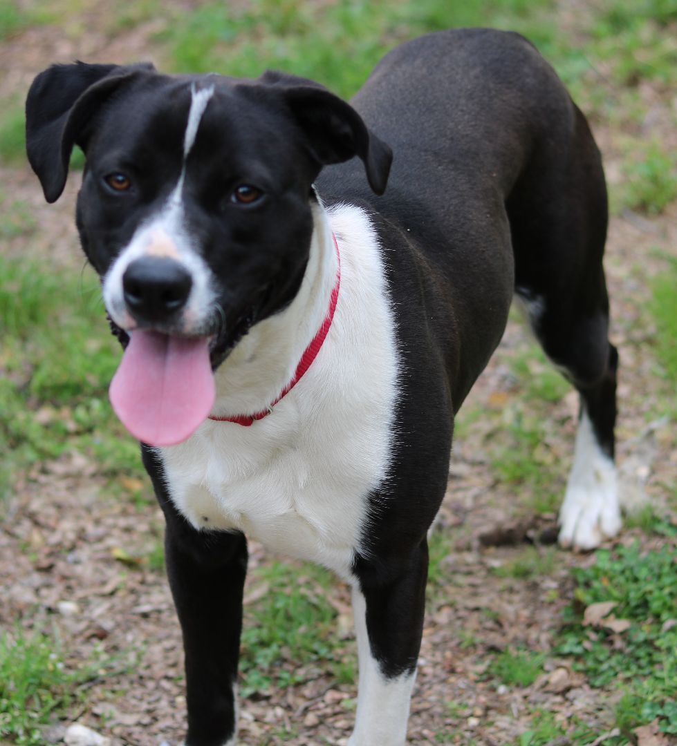 Murray, an adoptable Retriever, American Staffordshire Terrier in Cedartown, GA, 30125 | Photo Image 5