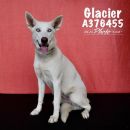 GLACIER's profile on Petfinder.com