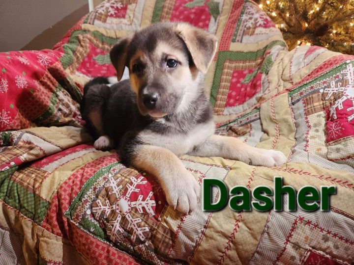 Dasher, an adopted German Shepherd Dog Mix in Omaha, NE_image-1