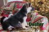Dasher