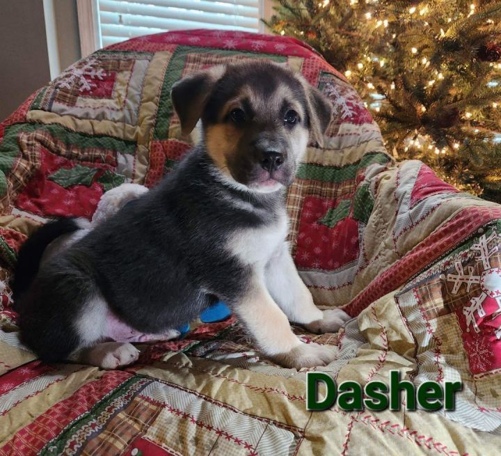 Dasher, an adopted German Shepherd Dog Mix in Omaha, NE_image-4