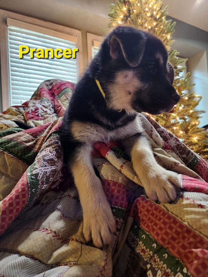 Prancer, an adopted German Shepherd Dog Mix in Omaha, NE_image-2