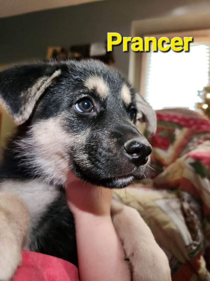 Prancer, an adopted German Shepherd Dog Mix in Omaha, NE_image-1